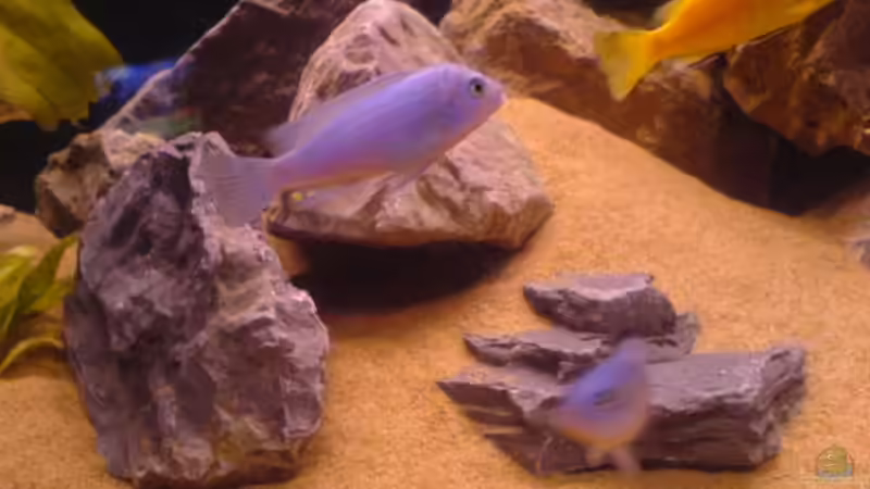 Callainos Katale ( ice Blue) von Cindy Laumer (13)