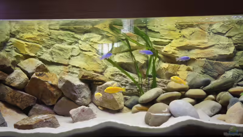 Callainos oben, Yellows unten das übliche Bild :D von Richy (5)