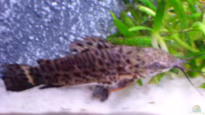 Callichthidae von Michael J. (13)