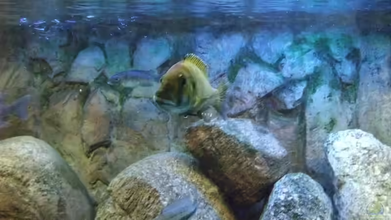 calliptera bock, das maul is n bissel schief geraten :-) von Danny Mätzke (9)