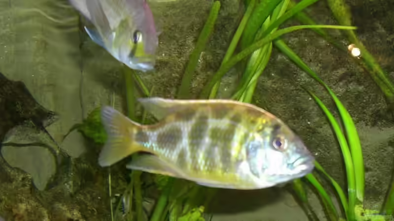 Calliptera und Venustus von phyvf (18)