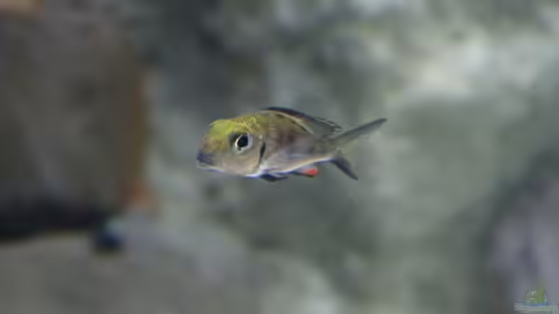 Aquarien mit Callochromis (Callochromis-Arten aus dem Tanganjikasee)