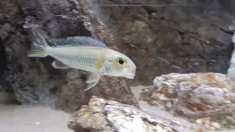Callochromis pleurospilus  von A. Schmidt (22)