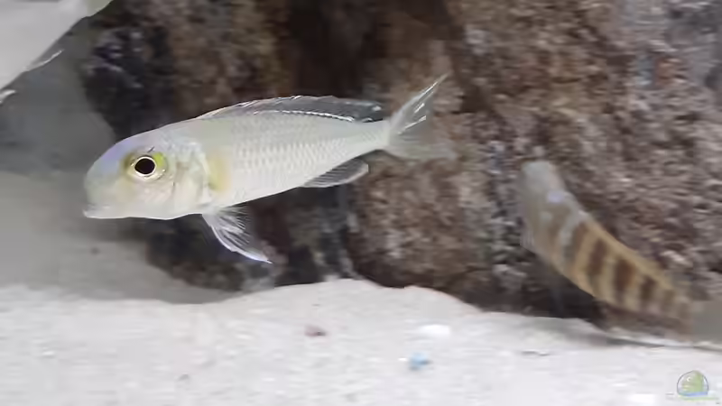 Aquarien mit Callochromis pleurospilus (Einrichtungsbeispiele für Glanzmaulbrüter)