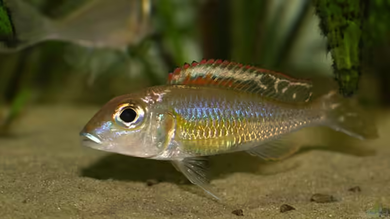 Aquarien mit Callochromis (Callochromis-Arten aus dem Tanganjikasee)