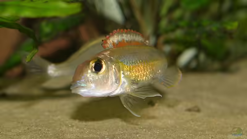 Callochromis pleurospilus-Päarchen beim balzen von Andreas Werth (9)