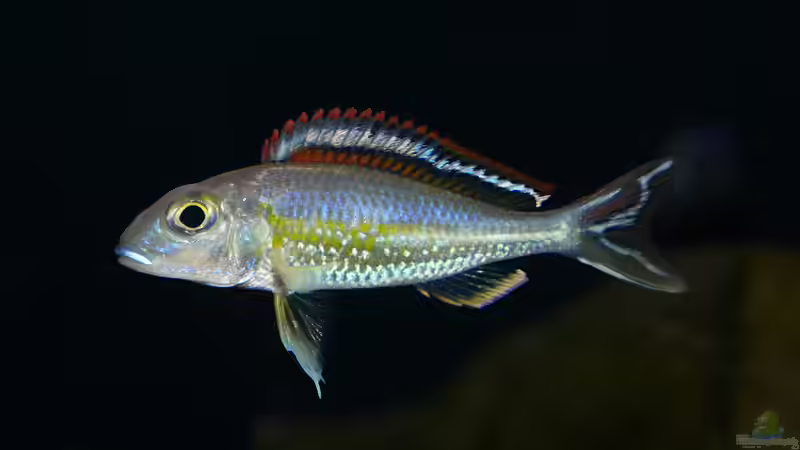 Callochromis pleurospilus ´Ujiji´ von ravaka (75)