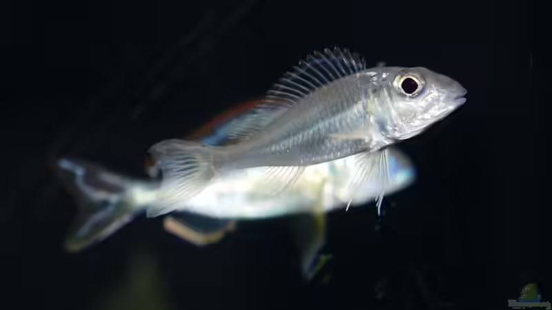 Callochromis pleurospilus ´Ujiji´ von ravaka (76)