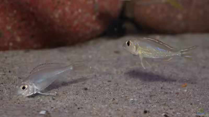 Callochromis pleurospilus ´Ujiji´ von ravaka (86)
