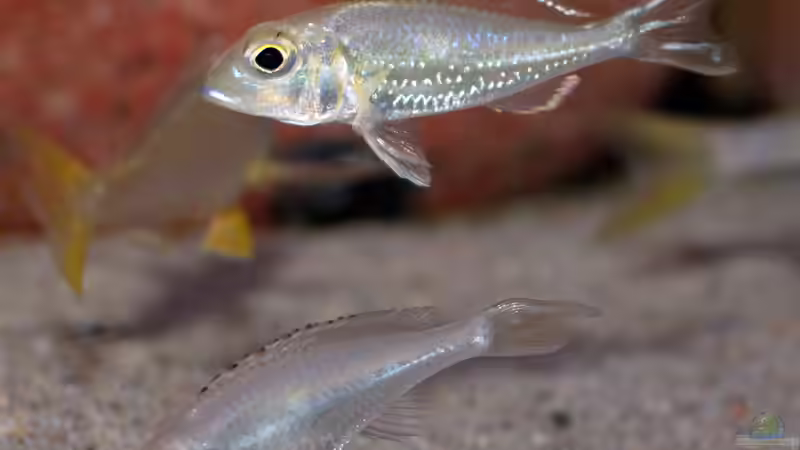 Callochromis pleurospilus ´Ujiji´ von ravaka (87)