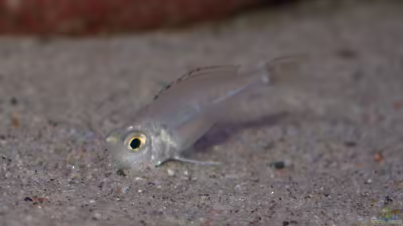 Aquarien mit Callochromis pleurospilus (Einrichtungsbeispiele für Glanzmaulbrüter)