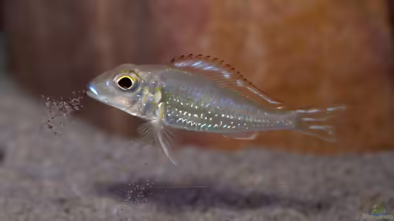 Aquarien mit Callochromis (Callochromis-Arten aus dem Tanganjikasee)
