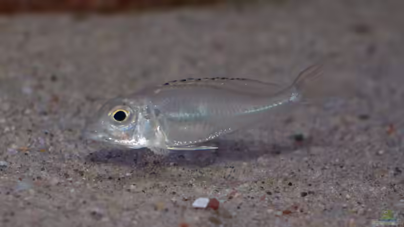 Aquarien mit Callochromis (Callochromis-Arten aus dem Tanganjikasee)