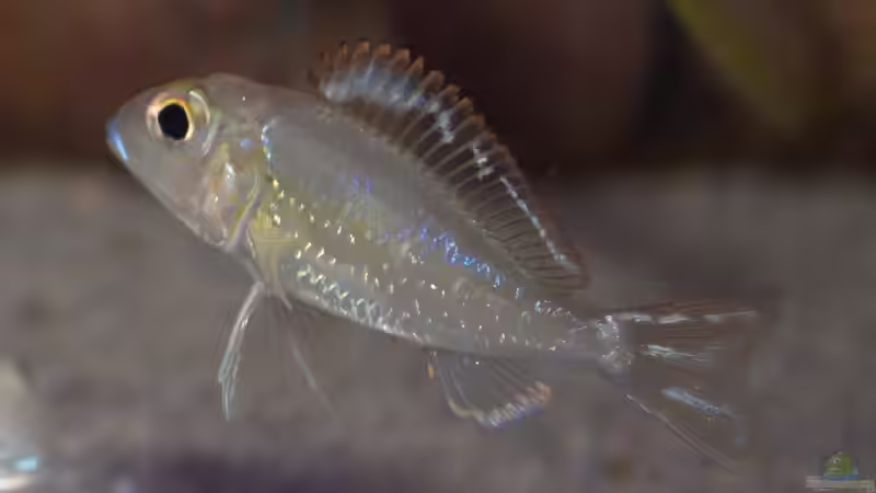 Aquarien mit Callochromis pleurospilus (Einrichtungsbeispiele für Glanzmaulbrüter)