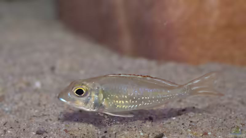 Aquarien mit Callochromis (Callochromis-Arten aus dem Tanganjikasee)