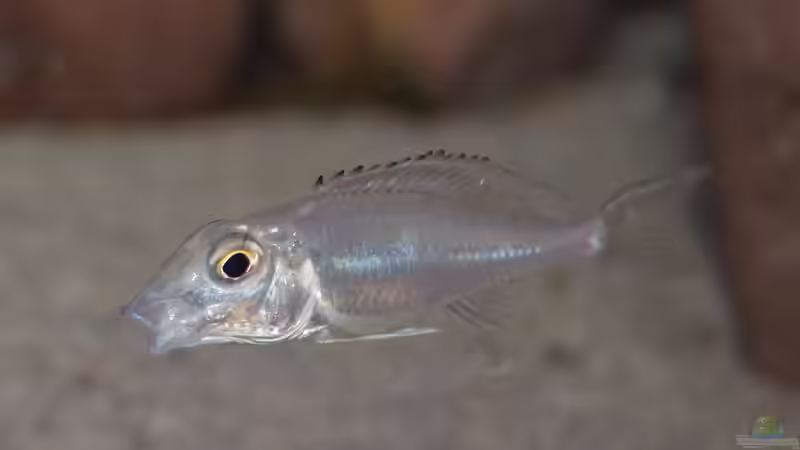 Aquarien mit Callochromis (Callochromis-Arten aus dem Tanganjikasee)