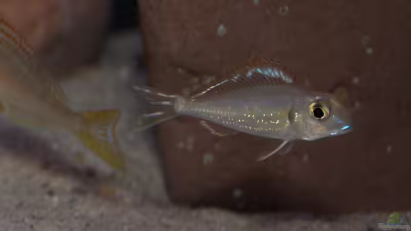 Aquarien mit Callochromis pleurospilus (Einrichtungsbeispiele für Glanzmaulbrüter)