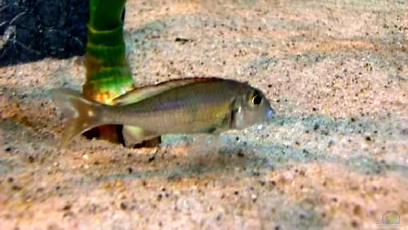 Callochromis pleurospilus von Hermann Süss (21)