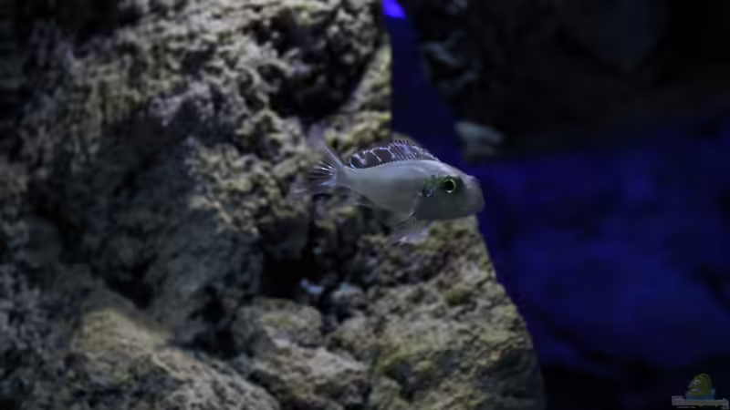 Callochromis pleurospilus von The Pictus catfish (41)