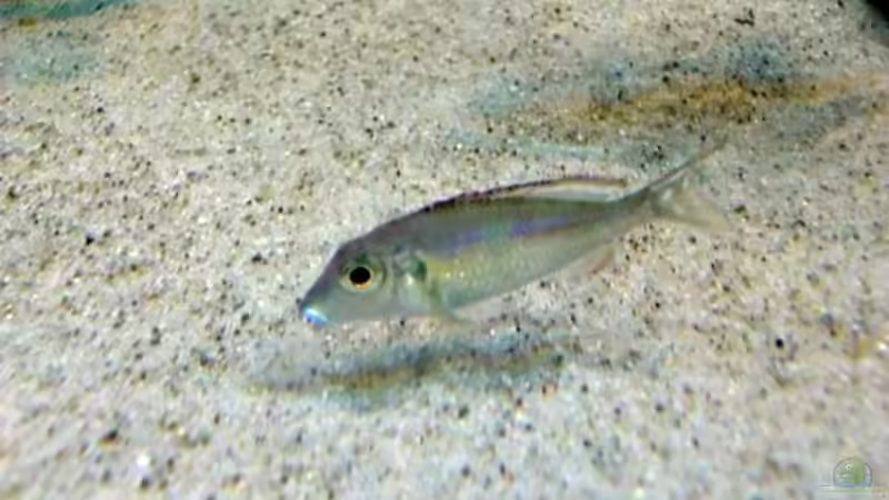 Aquarien mit Callochromis pleurospilus (Einrichtungsbeispiele für Glanzmaulbrüter)