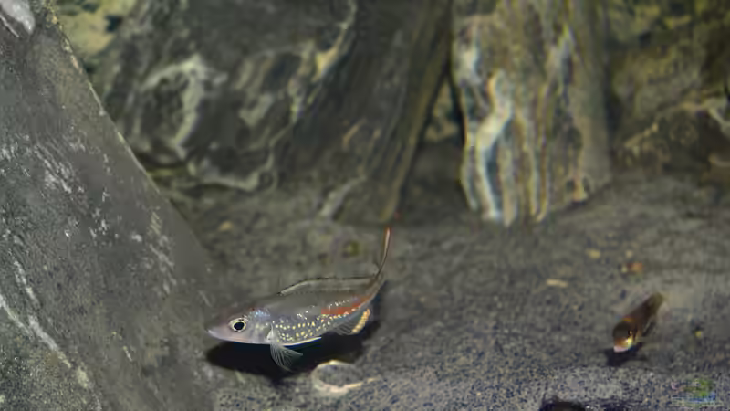 Callochromis stappersii ´Ikola´  vs. Lamprologus ocellatus ´Gold´ von falleb (22)