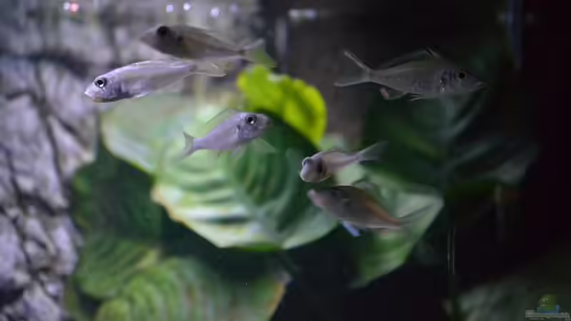 Callochromis stappersii ´ikola´ junge Tiere von falleb (7)