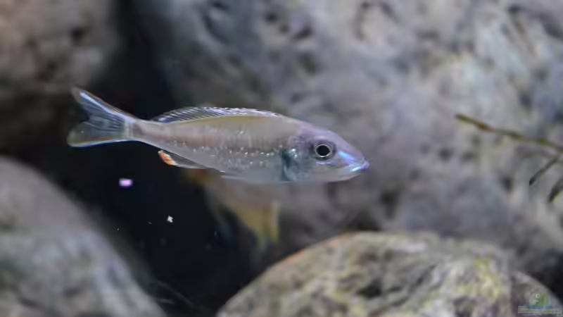 Aquarien mit Callochromis pleurospilus (Einrichtungsbeispiele für Glanzmaulbrüter)