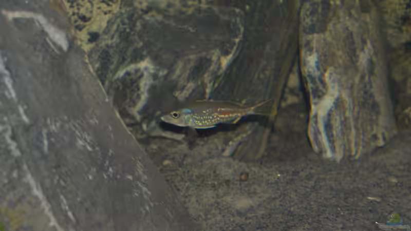 Callochromis stappersii ´Ikola´ Männchen von falleb (24)