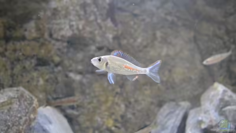 Callochromis stappersii ´ikola´ von falleb (30)