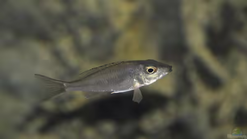 Callochromis stappersii ´Ikola´ Weibchen von falleb (27)