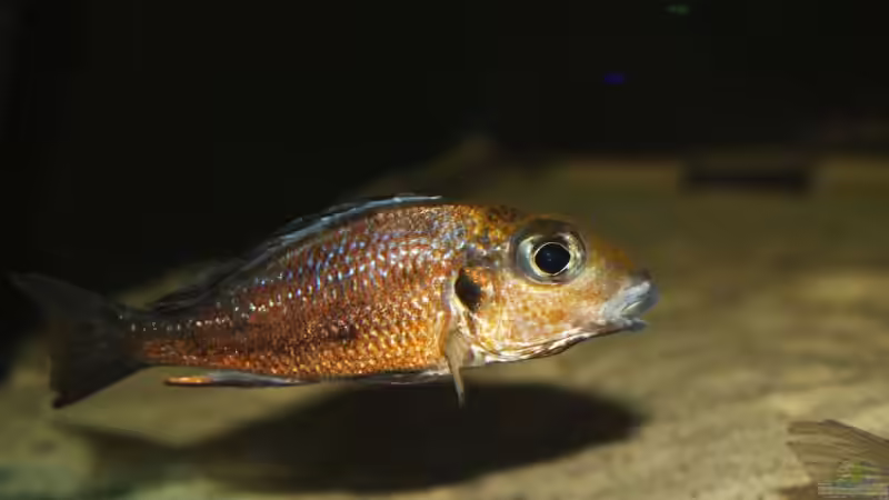 Aquarien mit Callochromis (Callochromis-Arten aus dem Tanganjikasee)