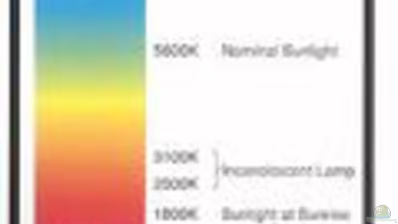 Calvin Skala von Jonathan Helbig (12)