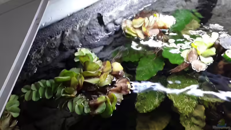 Calvinistische auriculata von Kulle (4)