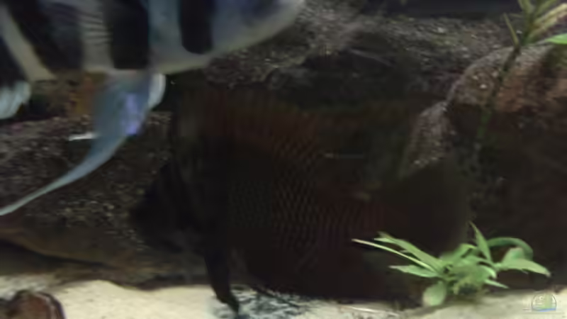 calvus 1/0 von bertone262 (10)