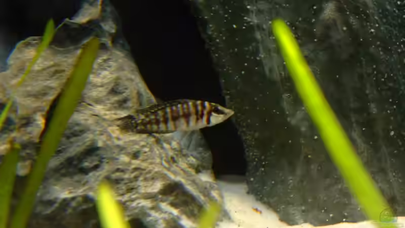 Calvus 2 von Trooper (68)