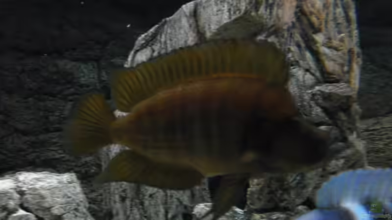 calvus mänchen..... von Manuel Jettki (27)