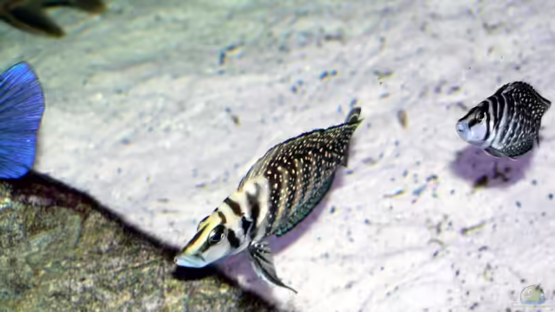 Calvus Paar von Baeltes (13)