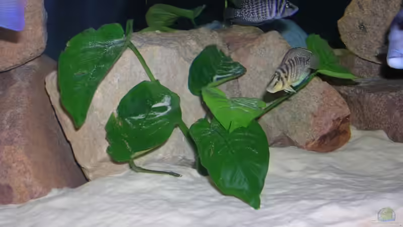 calvus und compressiceps von Costa Reichl (9)