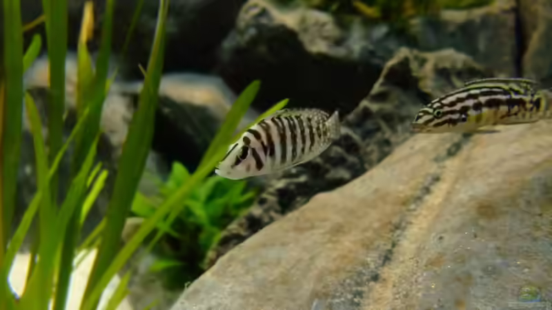 Calvus und Juli von Trooper (67)