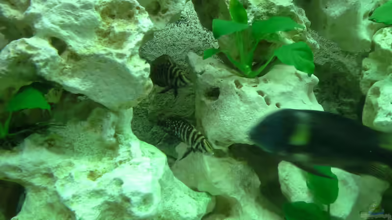 Calvus von AndreLeipzig (18)