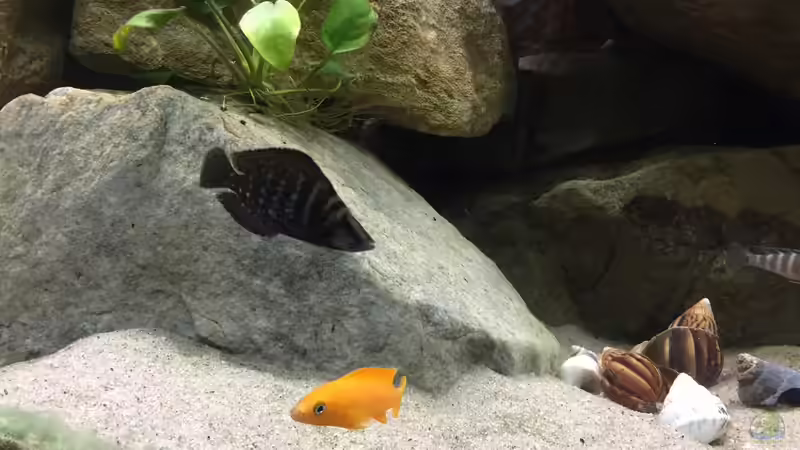 Calvus von Crenii (10)