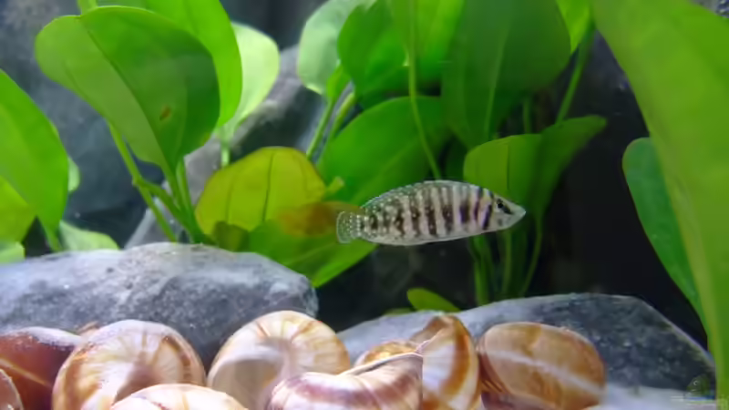 Calvus von Trooper (70)