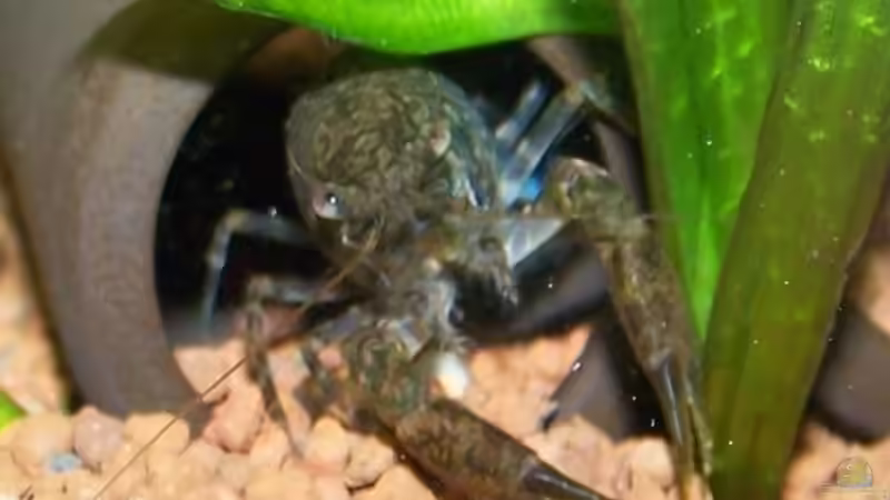 Cambarellus montezumae lermensis ( Foto aus dem vorherigen Becken )  von schnitzler (45)