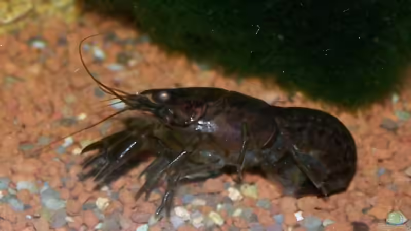 Cambarellus montezumae lermensis Weibchen mit Eiern ( Foto aus dem vorherigen Becken )  von schnitzler (44)