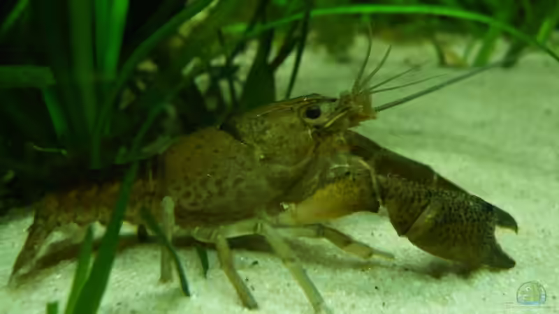 Cambarellus montezumae von lumpi (45)