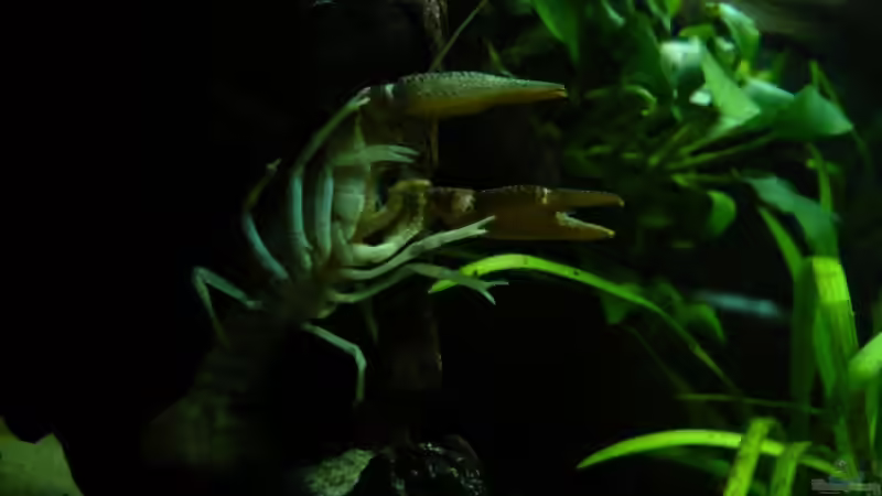 Cambarellus montezumae von lumpi (46)