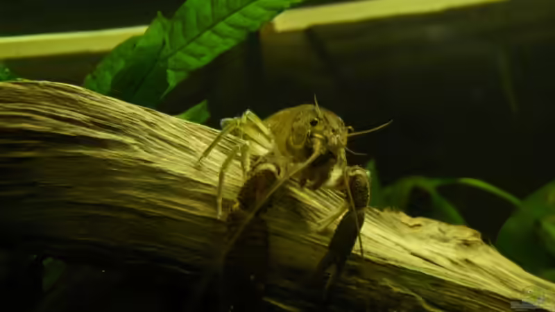 Cambarellus montezumae von lumpi (47)