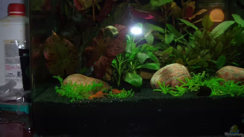 Cambarellus patzcuarensis - ausnahmsweise beide von Bullseye 77 (6)