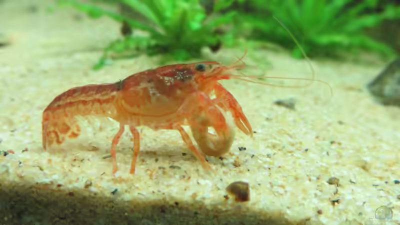 Cambarellus patzcuarensis orange (CPO) - Sind die Krebse für Anfänger geeignet?