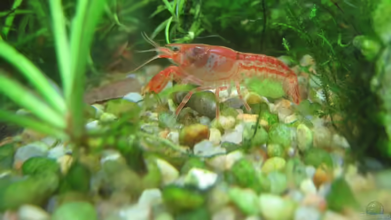 Cambarellus patzcuarensis orange (CPO) - Sind die Krebse für Anfänger geeignet?